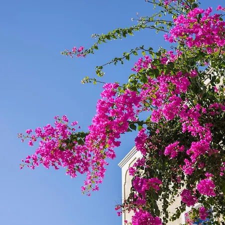 1-bed At Bella Santorini Near * Playa de Perivolos